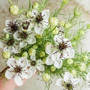 ดอกไม้และการจัดสวน